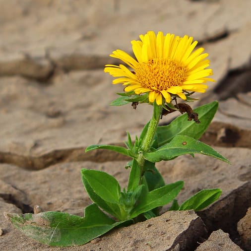 Are You Ready to become Resilient?
